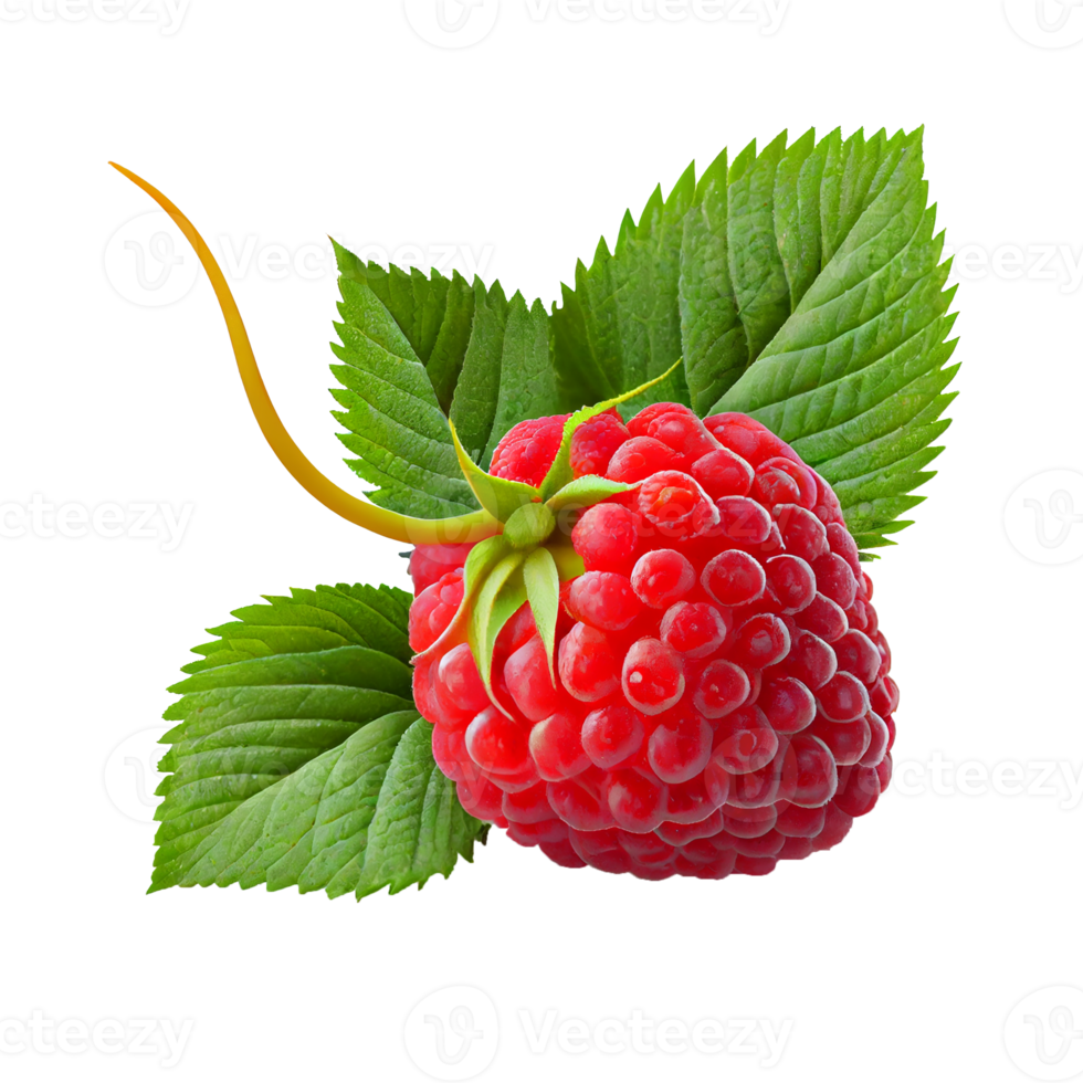 Raspberry fruit png, Raspberries on transparent background png