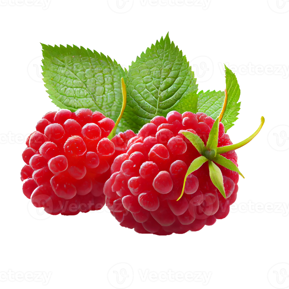 framboos fruit png, frambozen Aan transparant achtergrond png