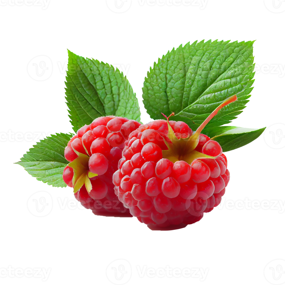 Raspberry fruit png, Raspberries on transparent background png