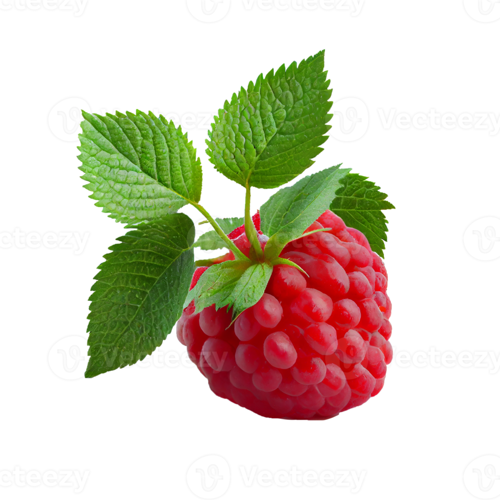 framboos fruit png, frambozen Aan transparant achtergrond png