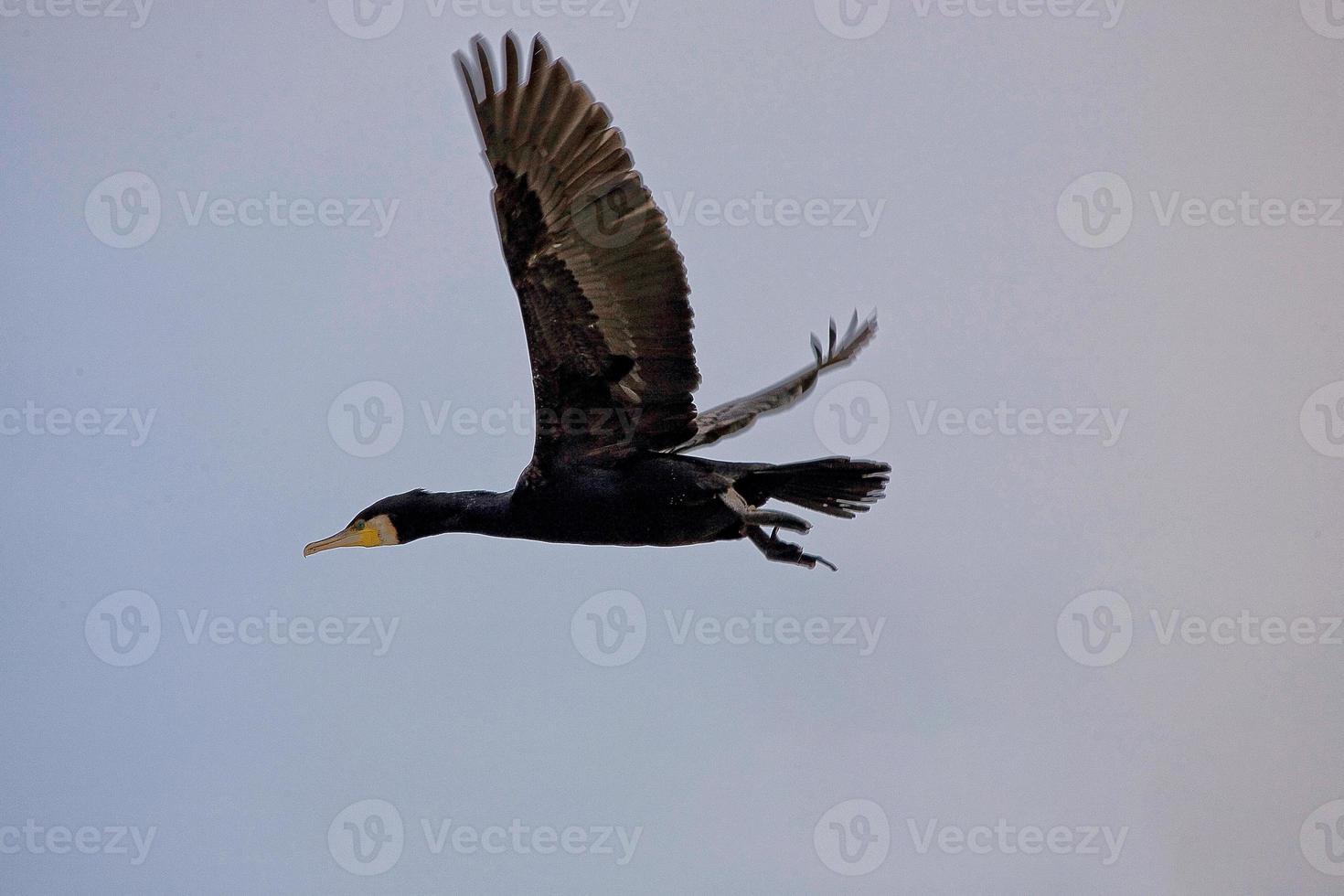 black cormorant bird in flight on a background of the blue cloudless sky photo