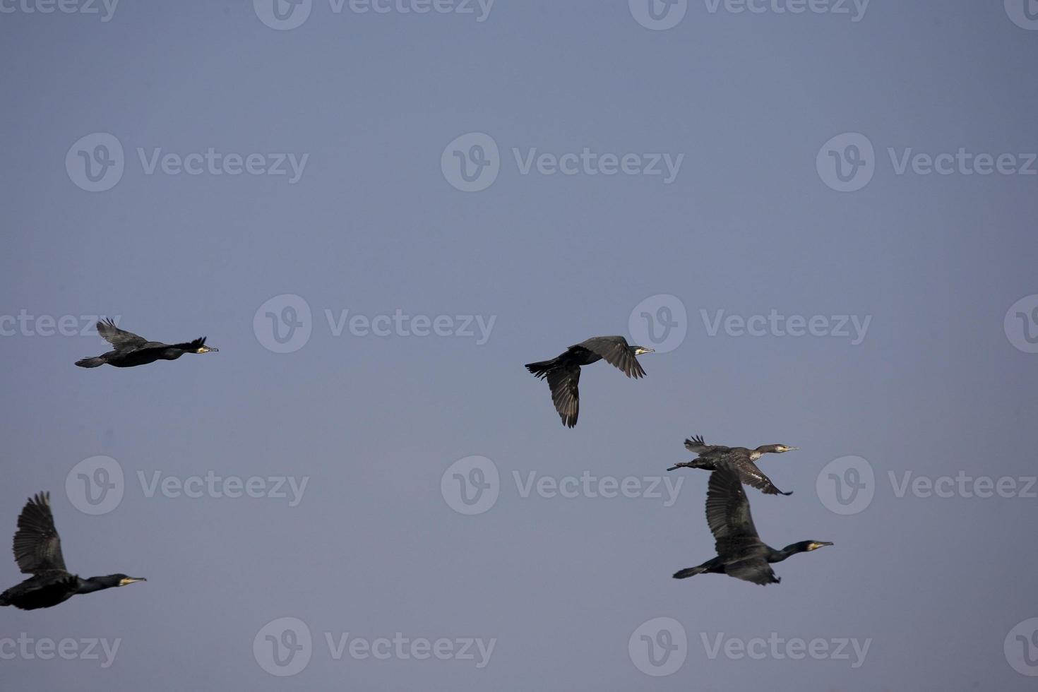 black cormorant bird in flight on a background of the blue cloudless sky photo