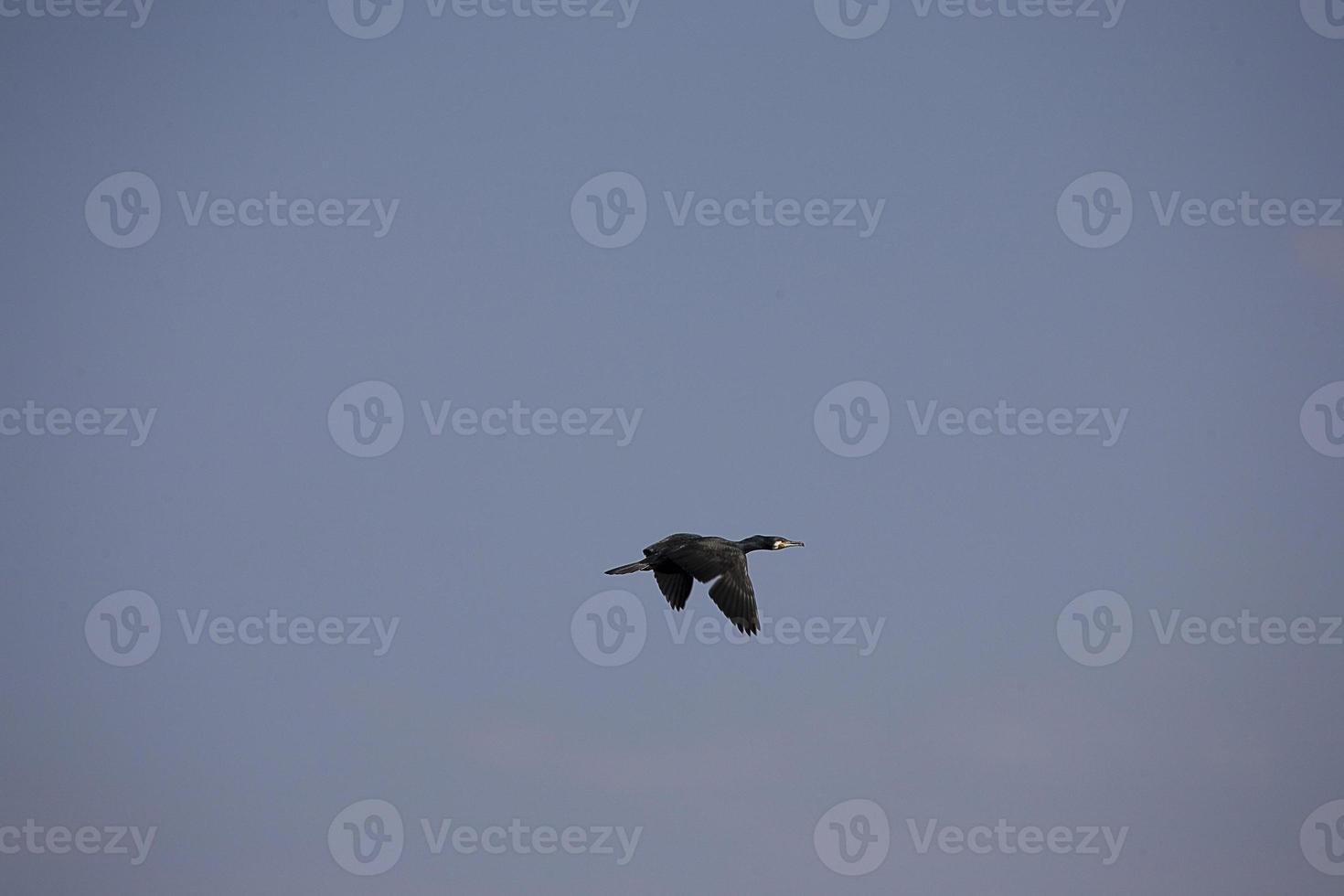 black cormorant bird in flight on a background of the blue cloudless sky photo