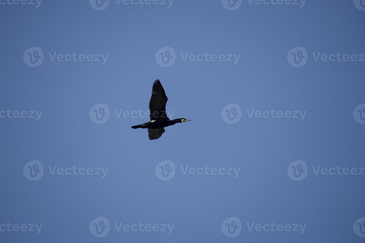 black cormorant bird in flight on a background of the blue cloudless sky photo