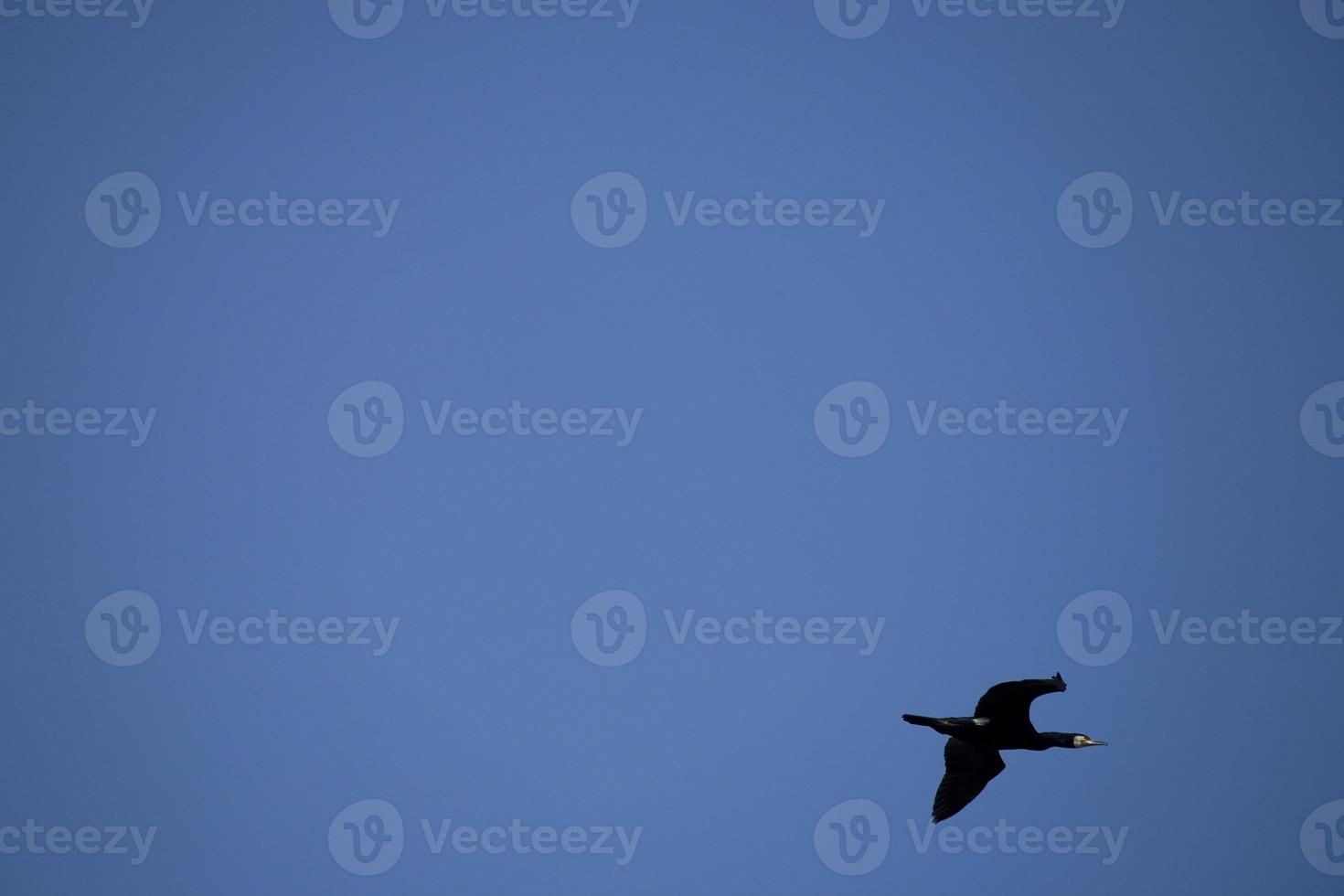 black cormorant bird in flight on a background of the blue cloudless sky photo