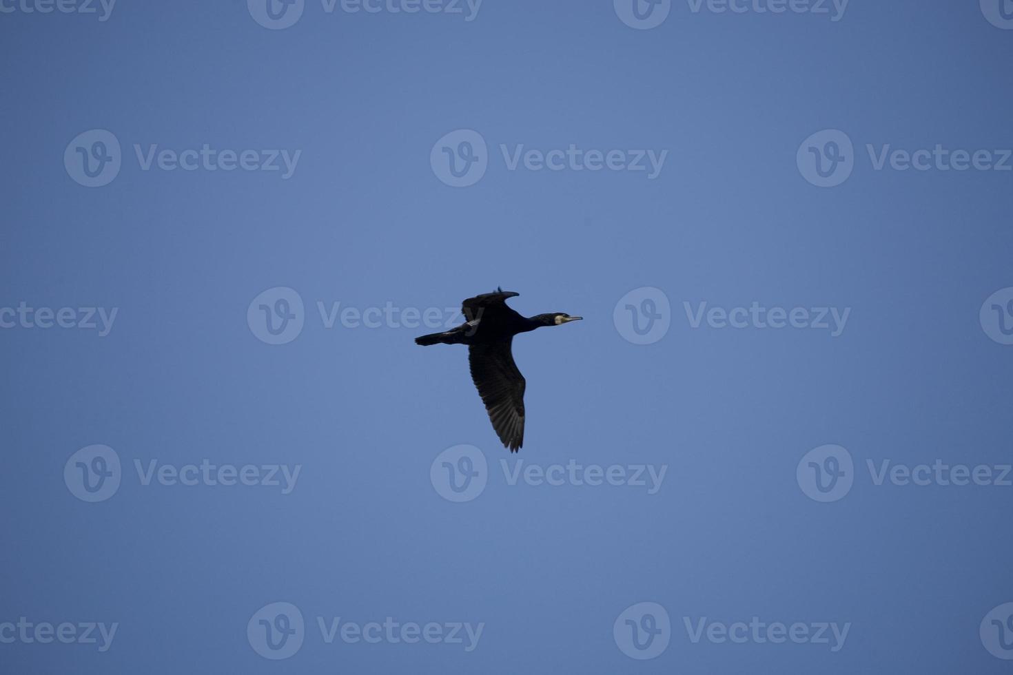 black cormorant bird in flight on a background of the blue cloudless sky photo