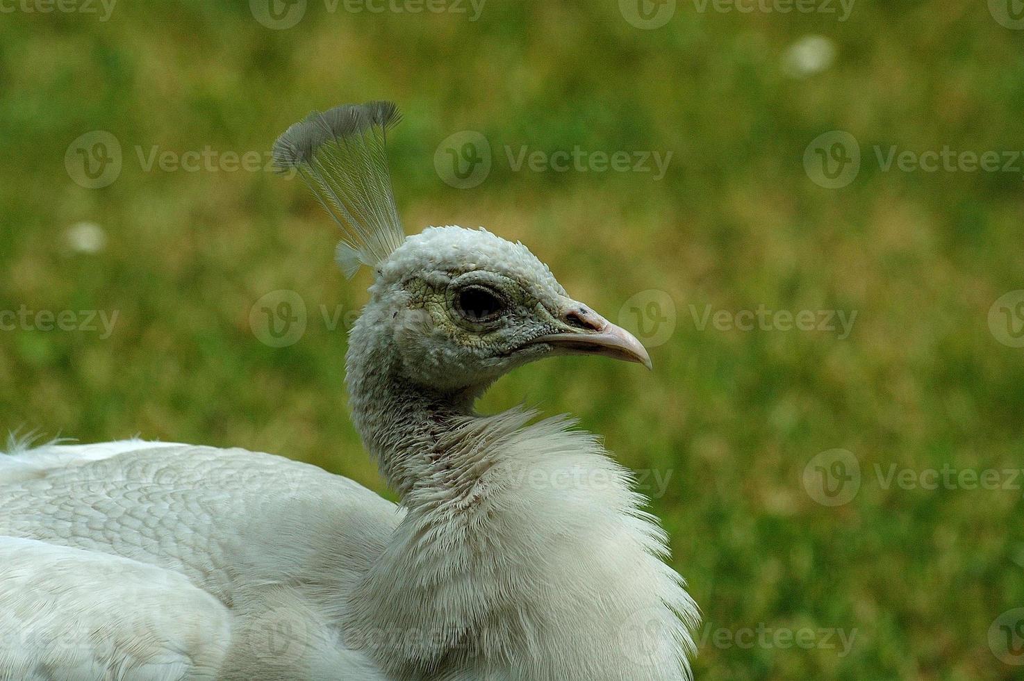 white peacock head photo