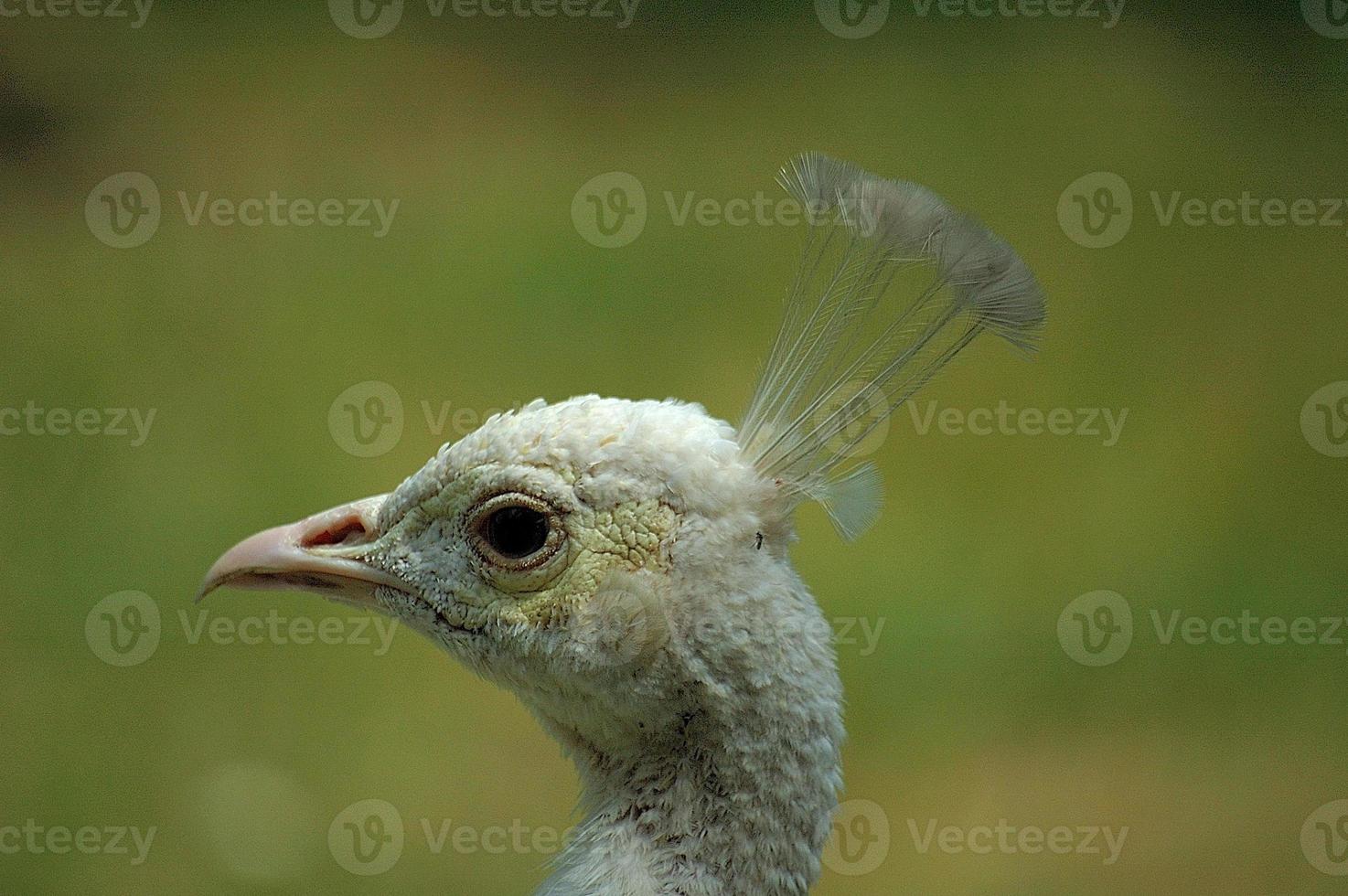 blanco pavo real cabeza foto