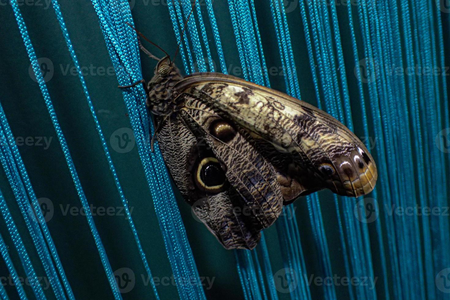 delicate colorful cultured butterfly in the butterfly house in close-up photo