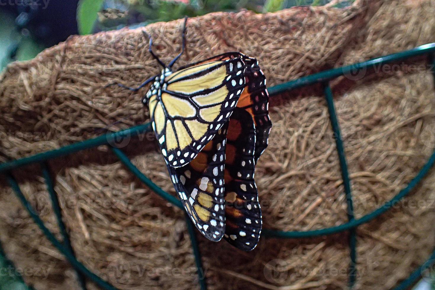 delicate colorful cultured butterfly in the butterfly house in close-up photo