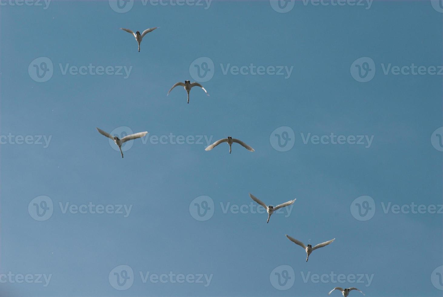 bird on sky photo