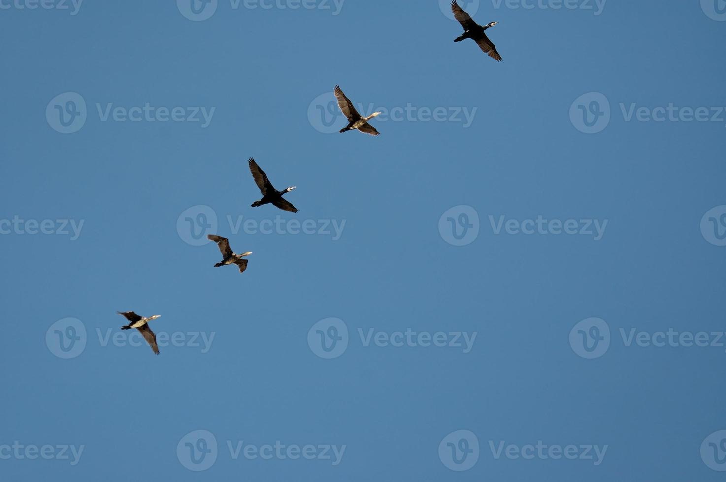 bird on sky photo