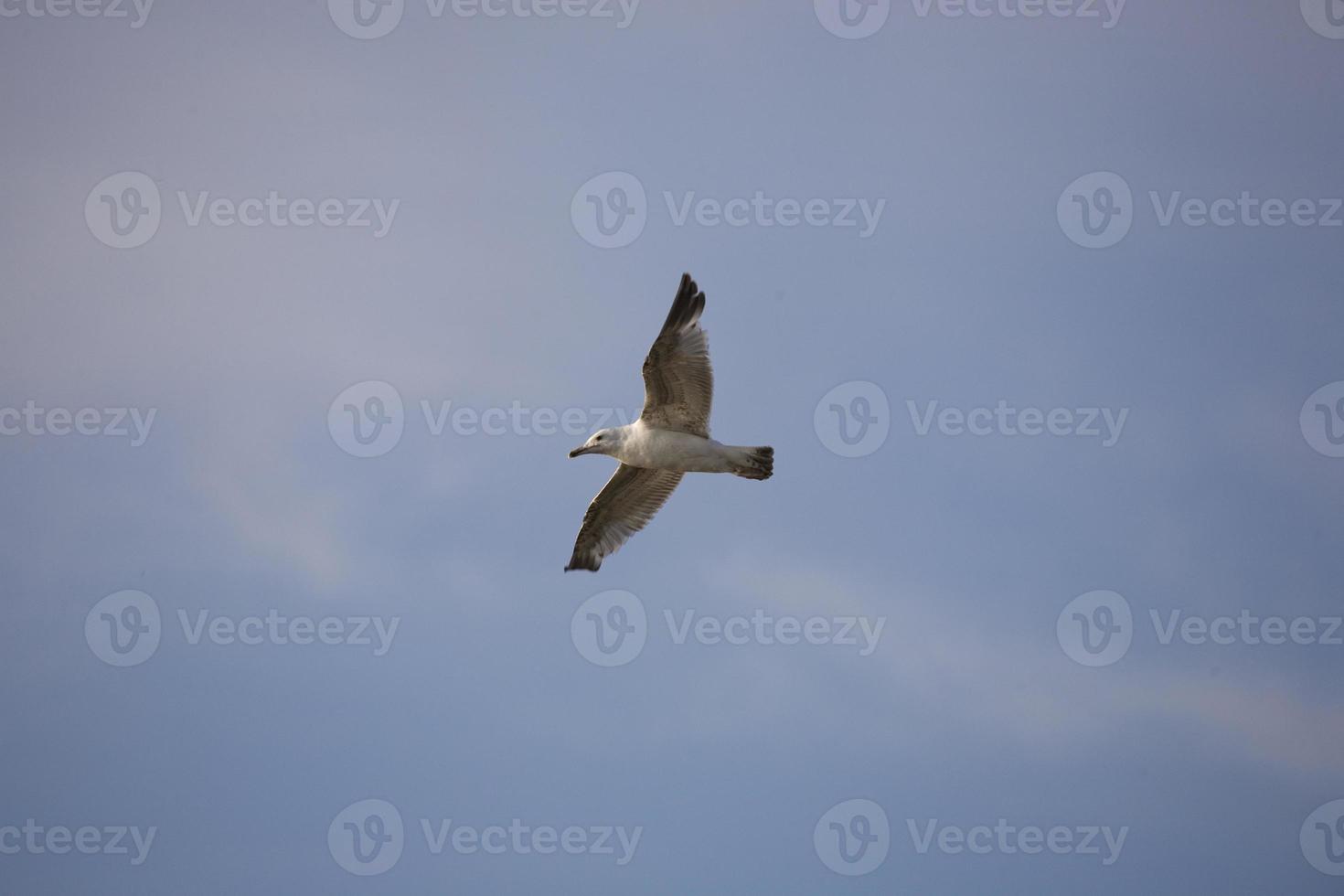 bird on sky photo