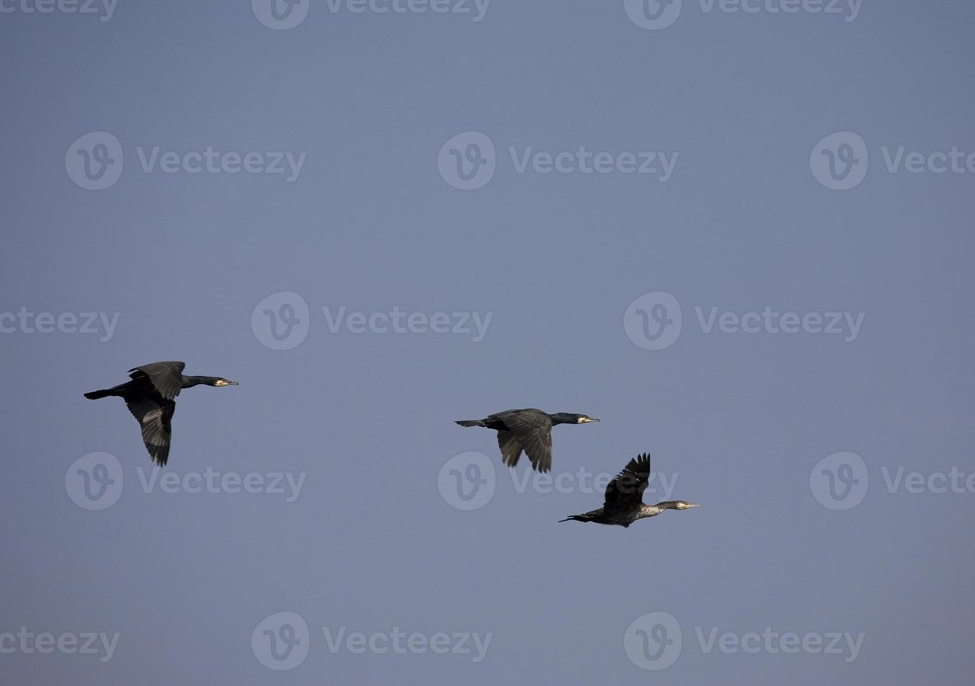 negro cormorán pájaro en vuelo en un antecedentes de el azul despejado cielo foto