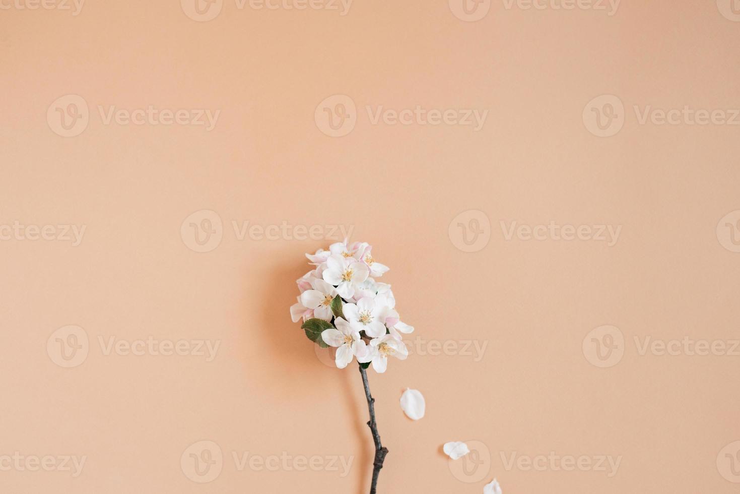 Fresh branch of a white apple tree on a light beige background. Pastel color. Flat lay. Blank space for inspirational text, lovely quotes photo
