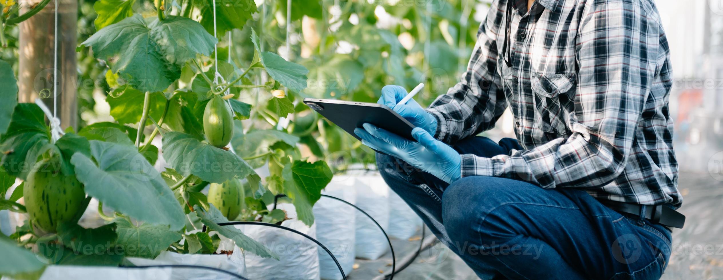 granjero mujer acecho orgánico Tomates utilizando digital tableta en invernadero, agricultores trabajando en inteligente agricultura foto