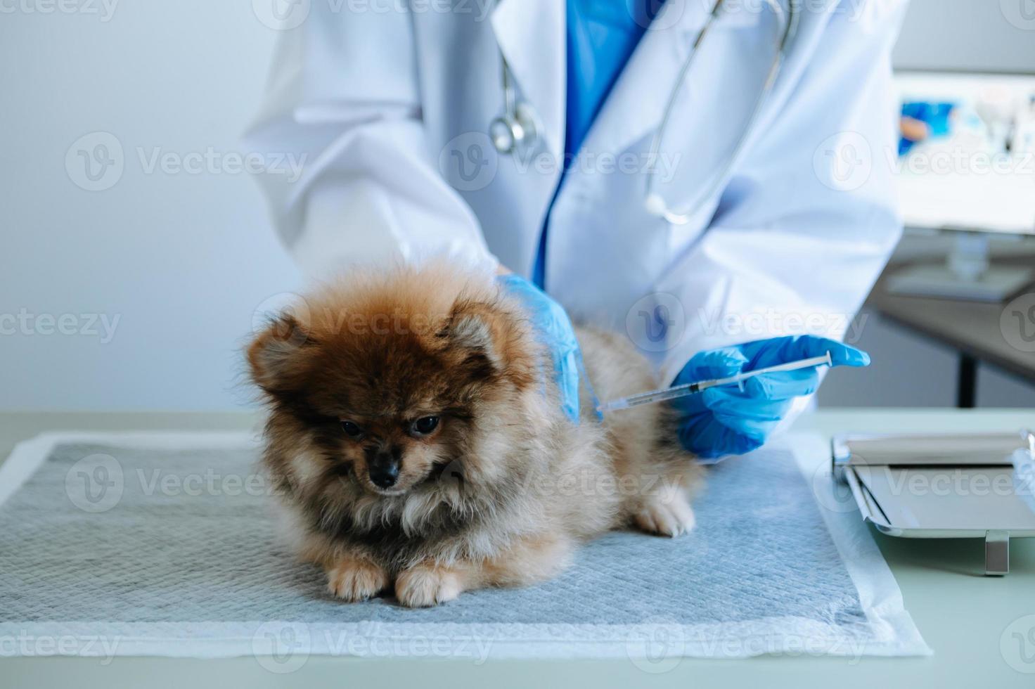 Pomeranian dog getting injection with vaccine during appointment in veterinary clinic photo