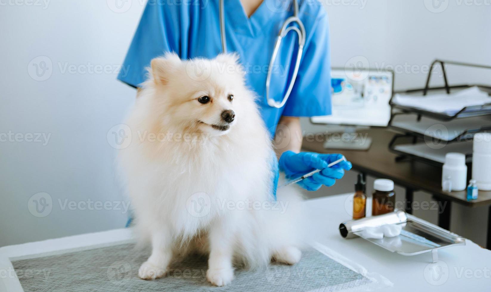 Male veterinarian in work clothes listening to a small dog's breath with phonendoscope. photo