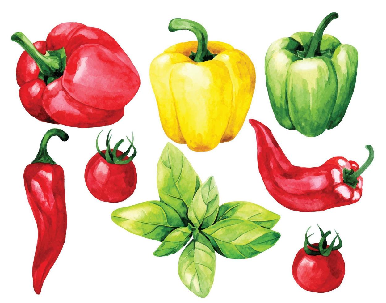 watercolor drawing. set of vegetables and culinary herbs. basil, bell pepper, chili pepper, tomatoes vector