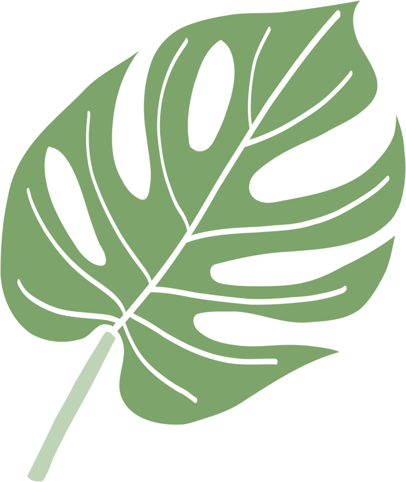 simplicity-monstera-leaf-freehand-drawing-22832805-png