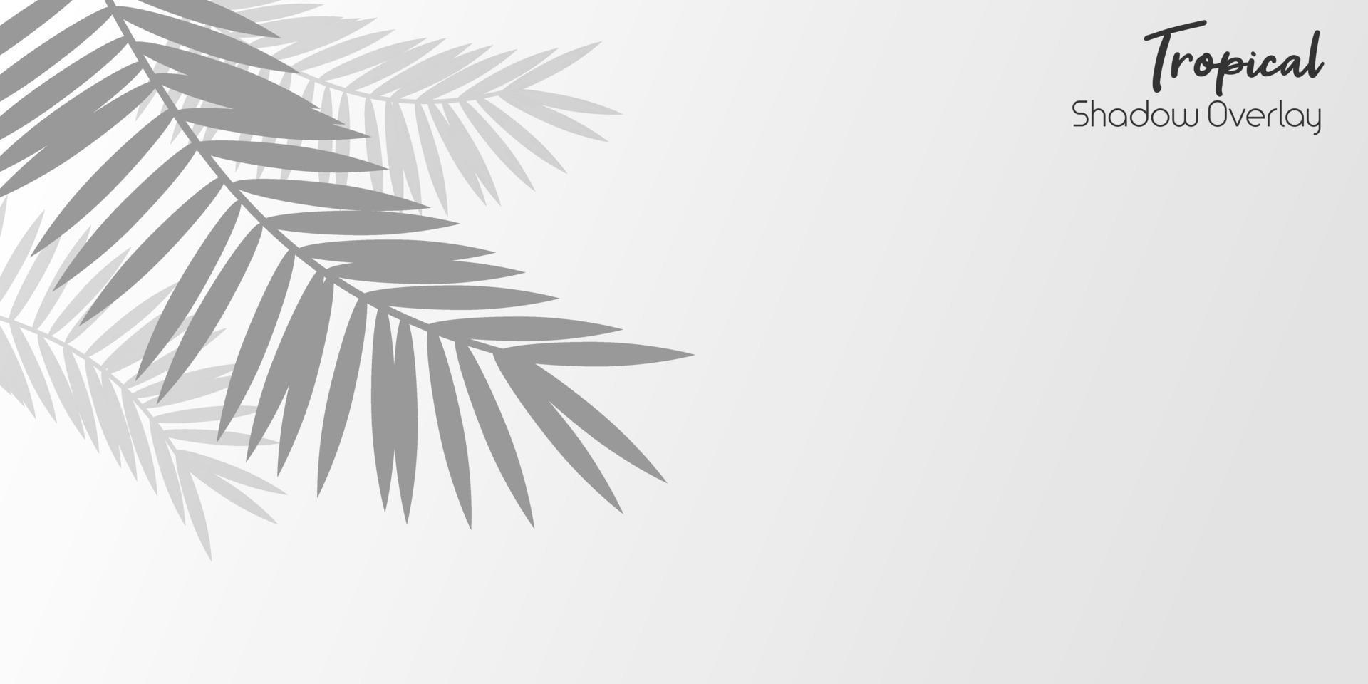 Realistic shadow from a leaf of a tropical tree. Palm leaves shadow. Mockup with palm leaves shadow on the white background vector