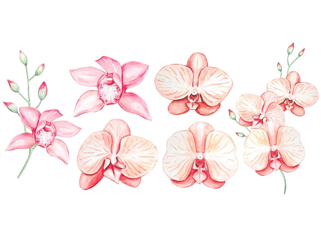 Set of watercolor pink orchid flowers isolated vector