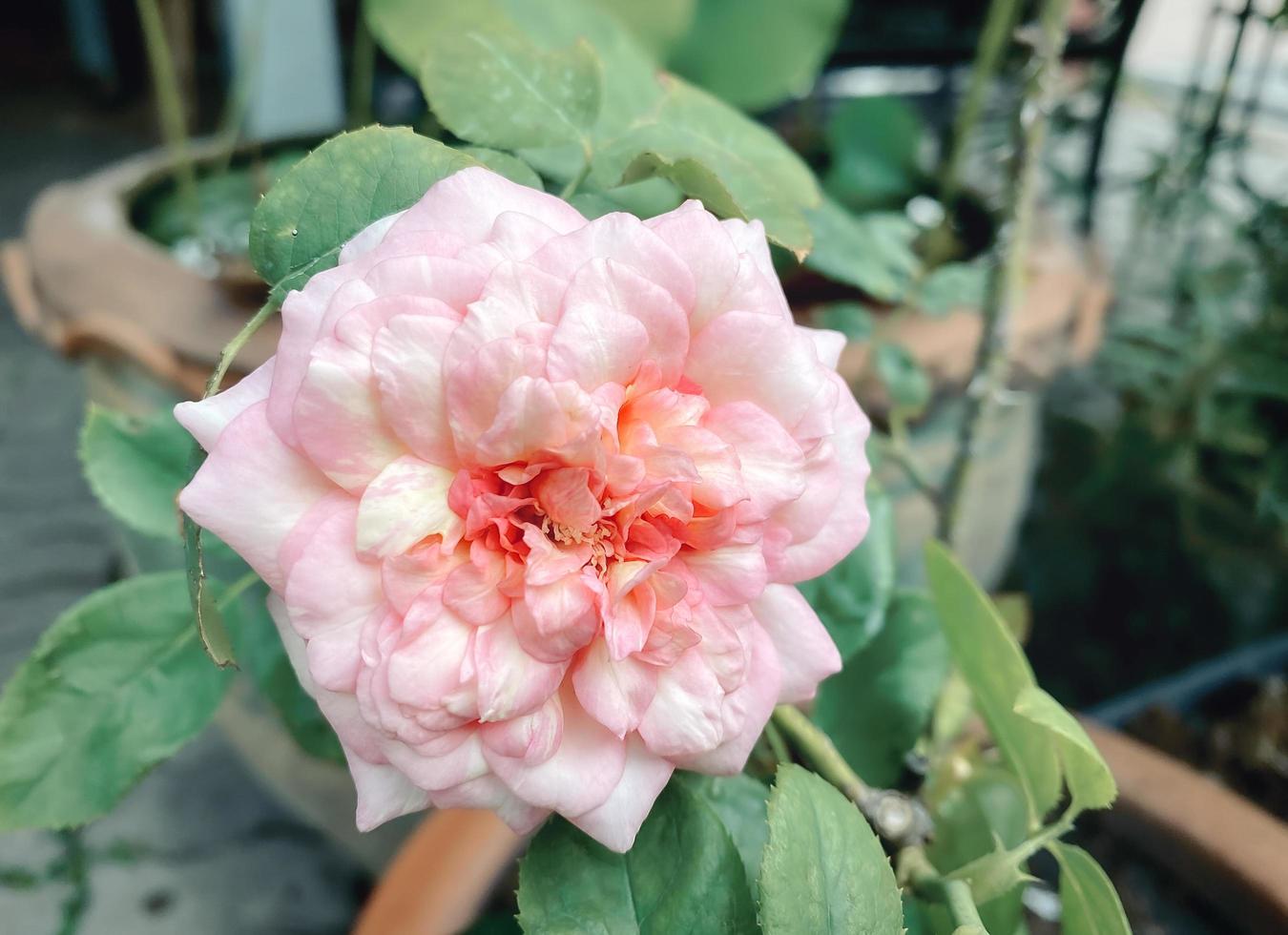Pink rose flower on garden, isolated pink rose flower, pink rose flower for love romance, Makes you feel fresh, bright, and feels good. Use it to make perfume or beauty business. or a date about love photo