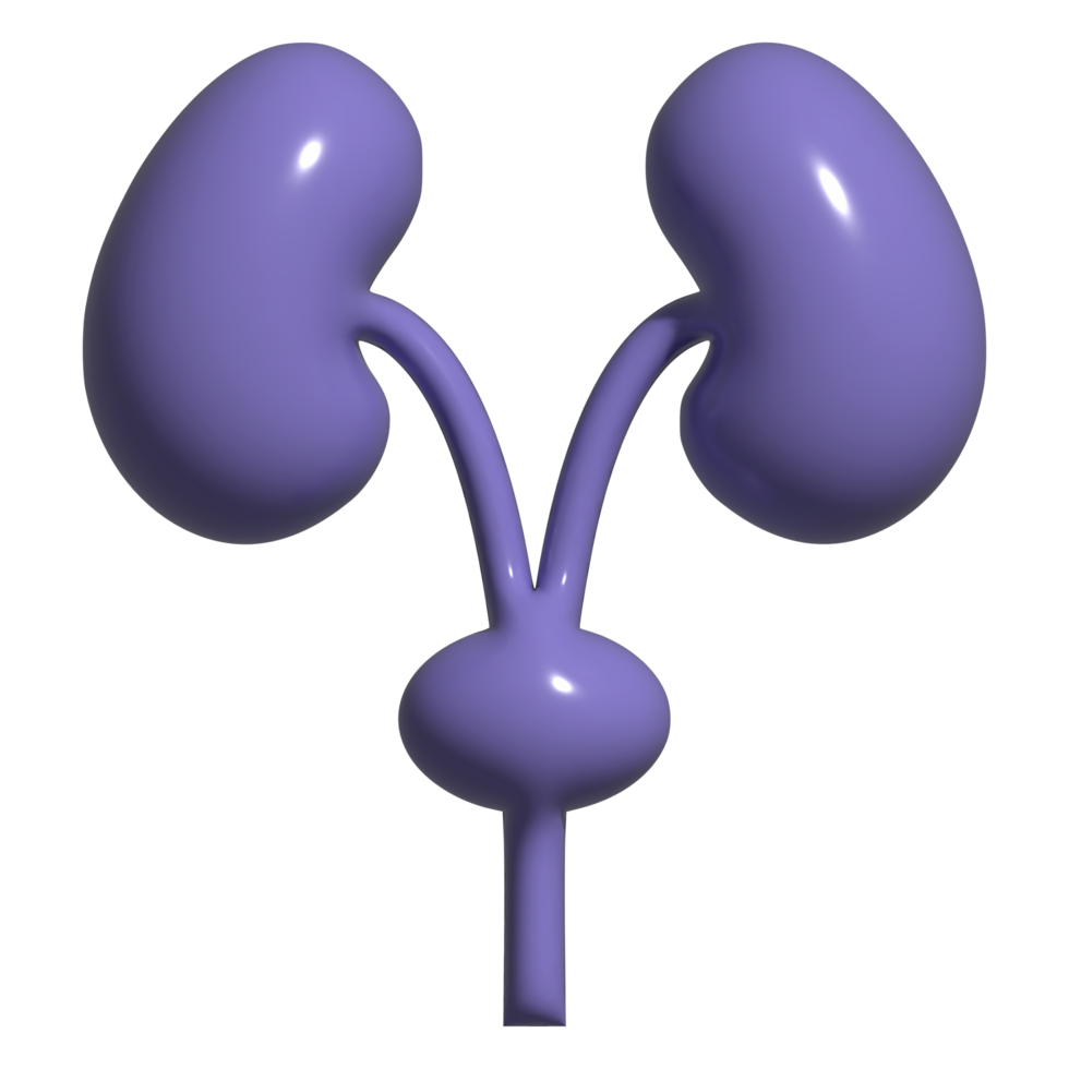3d icon of kidney png