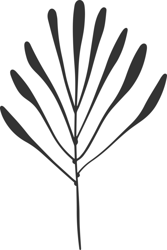 Hand drawn Abstract Leaf and Branch png