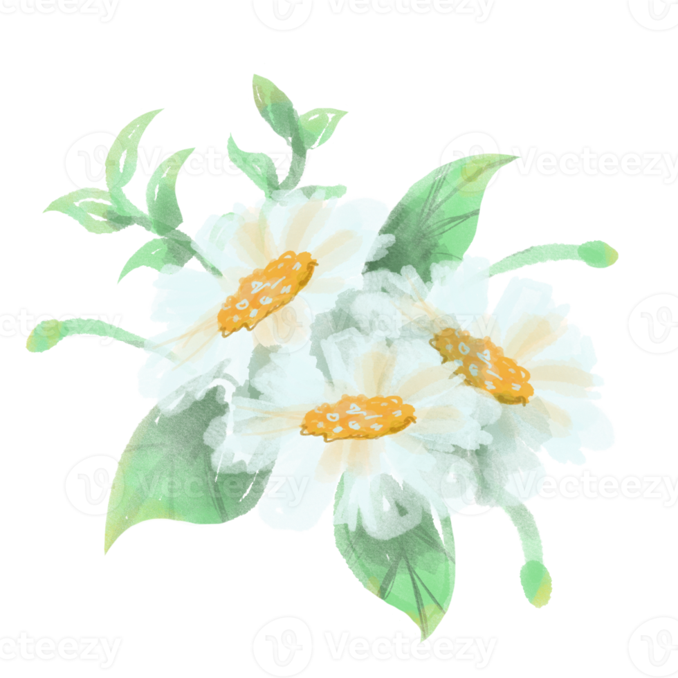 watercolor white daisy png