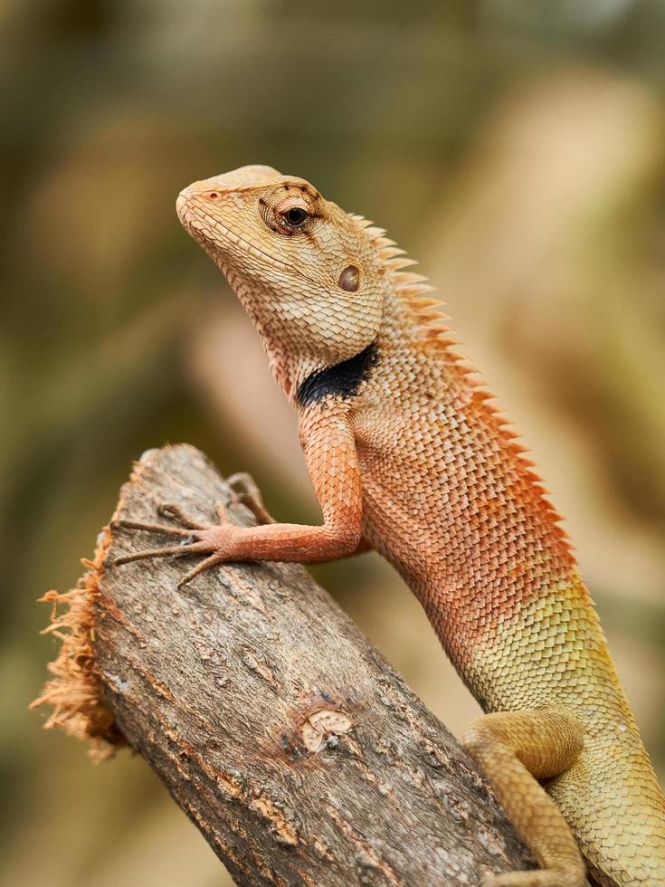 pelirrojo lagartija o calotas versicolor encaramado en un rama en difuminar antecedentes foto