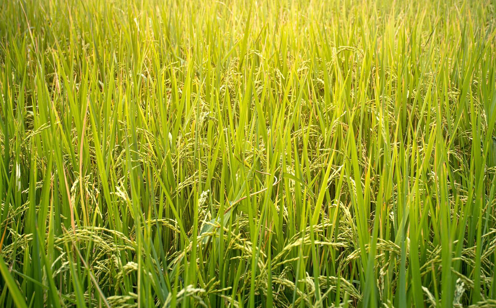 Rice field and sky background at sunset photo
