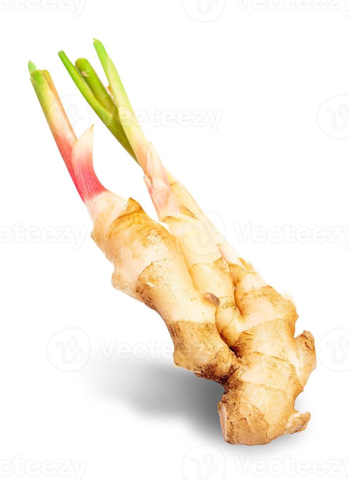 Fresh slices galangal rhizomes isolated on white background. Alpinia galanga isolated on white background. galangal rhizomes isolated on white background with clipping path photo