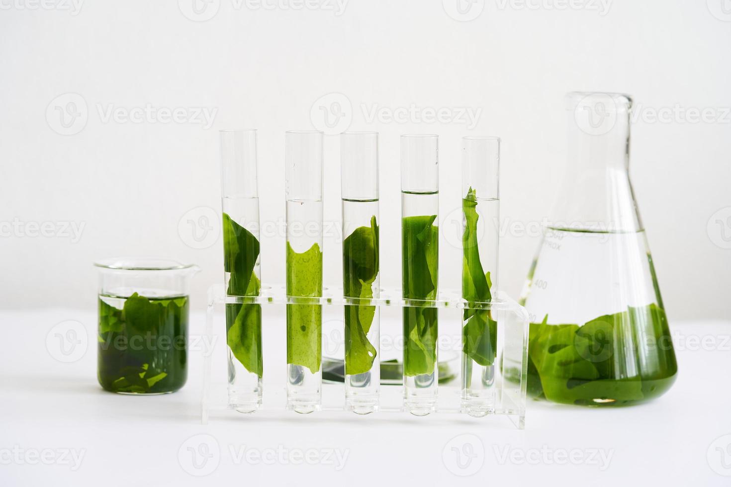 concept of ecology science research biology with seaweed or kelp in the laboratory on white background photo