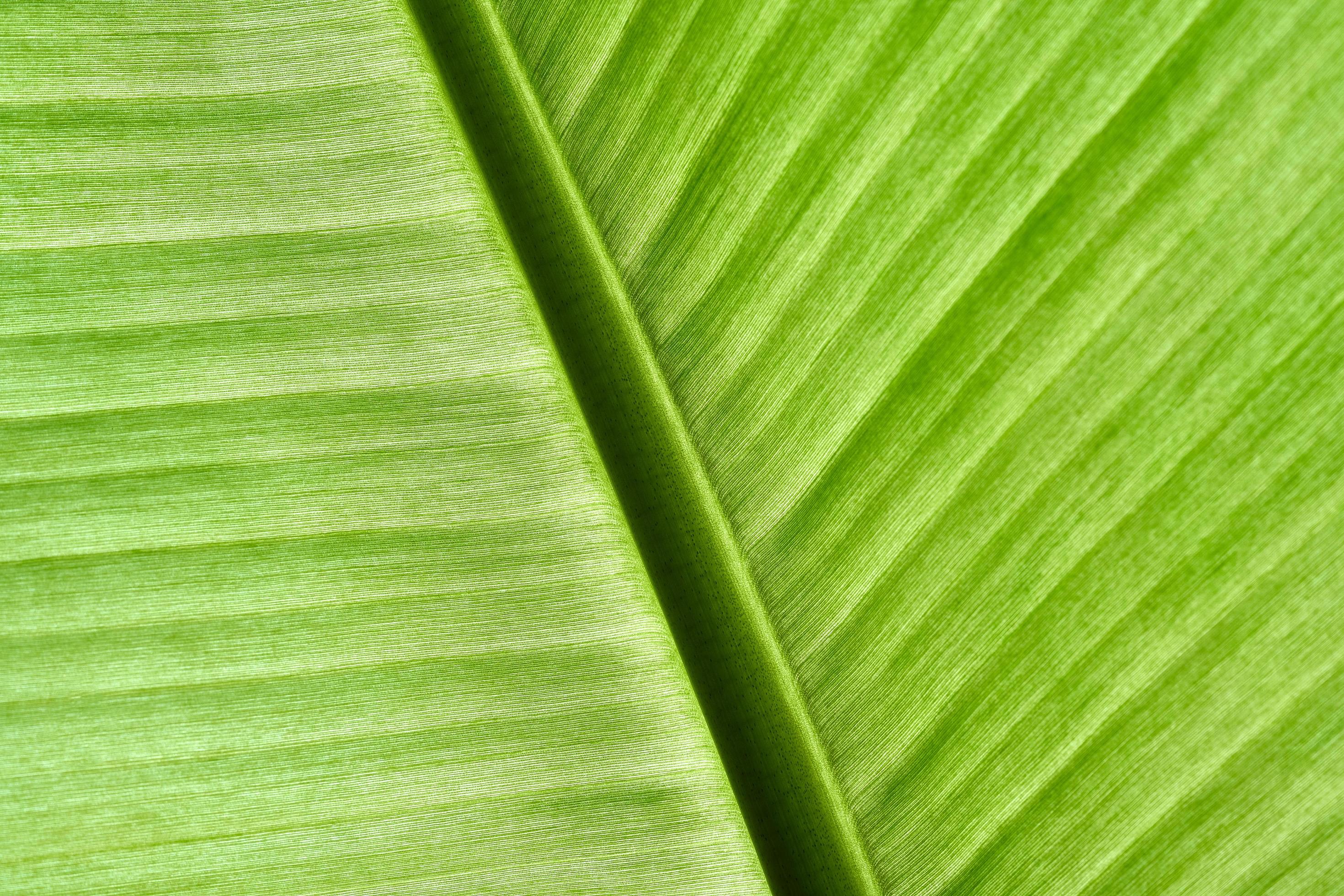 Effortless Substring Extraction In C: The Macro Technique - hvovyxb