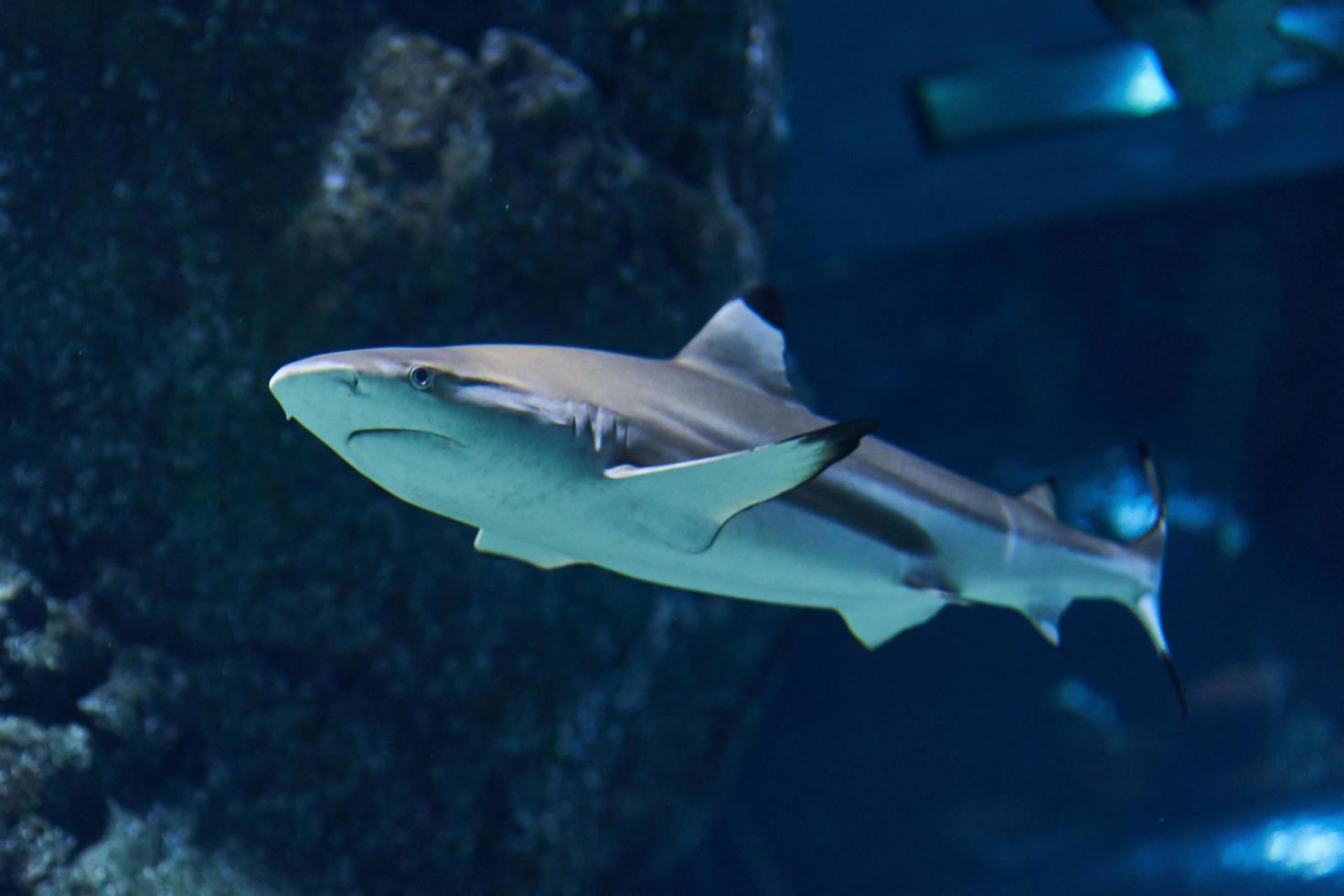 sand tiger shark in the aquarium background photo