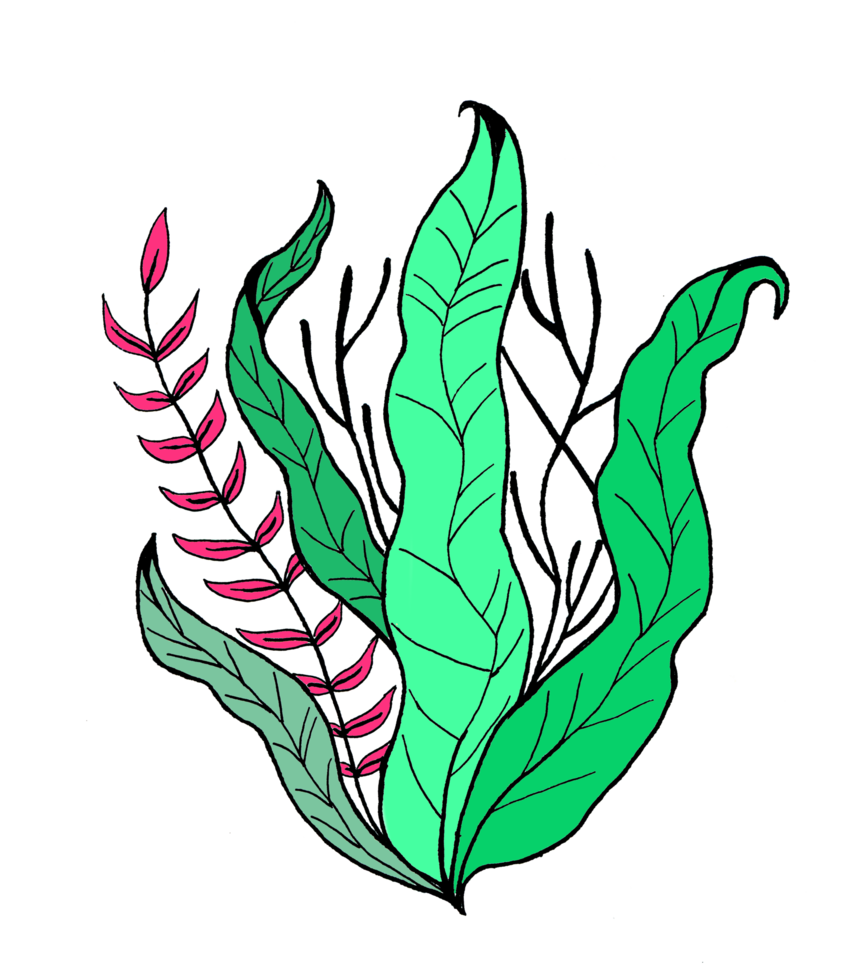 illustration of seaweed png