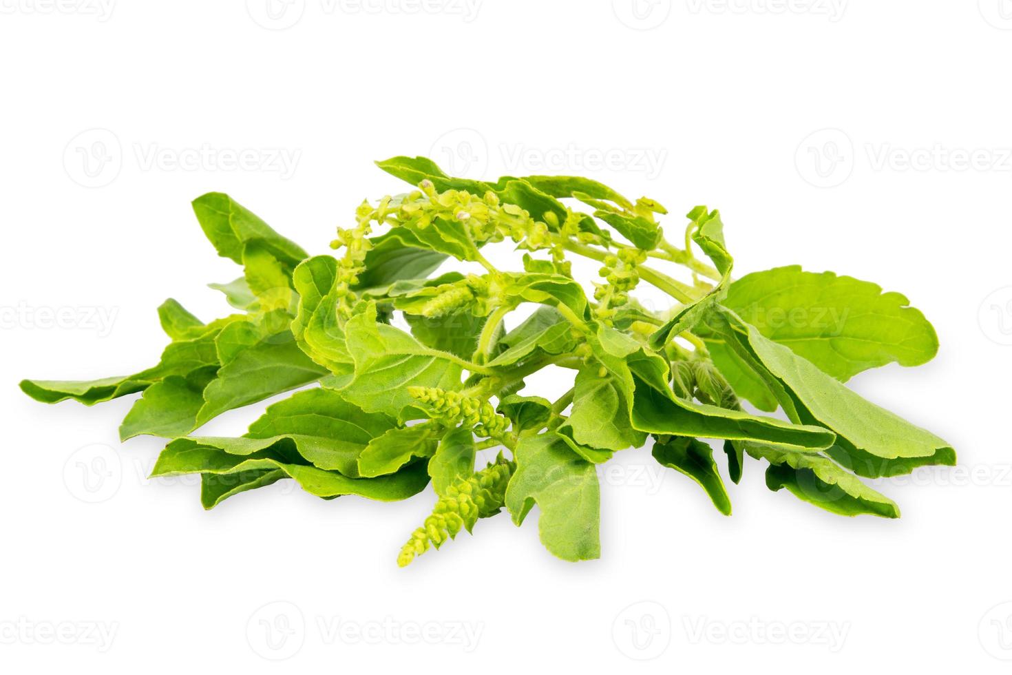 Holy basil leaves isolated on white background photo