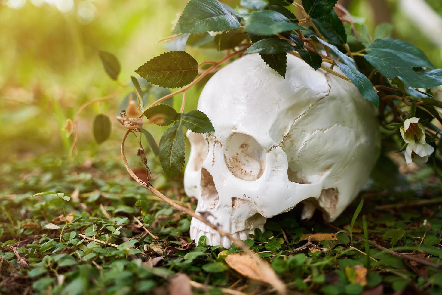 close up view of a magical witchcraft human white skull in a green forest background photo