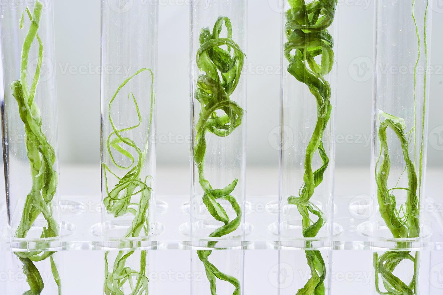 concept of ecology science research biology with seaweed stem or kelp in the laboratory on white background photo