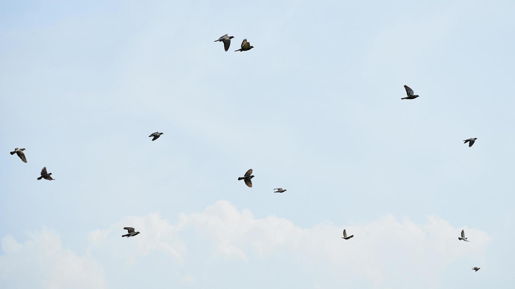 group of pigeon flying in blue sky background photo