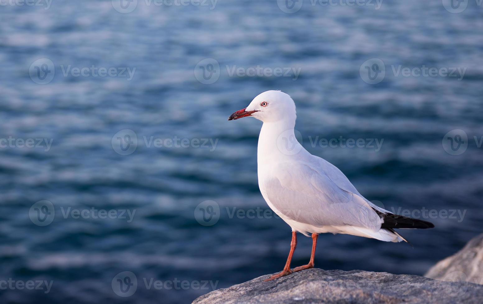 seagull perches on a rock photo