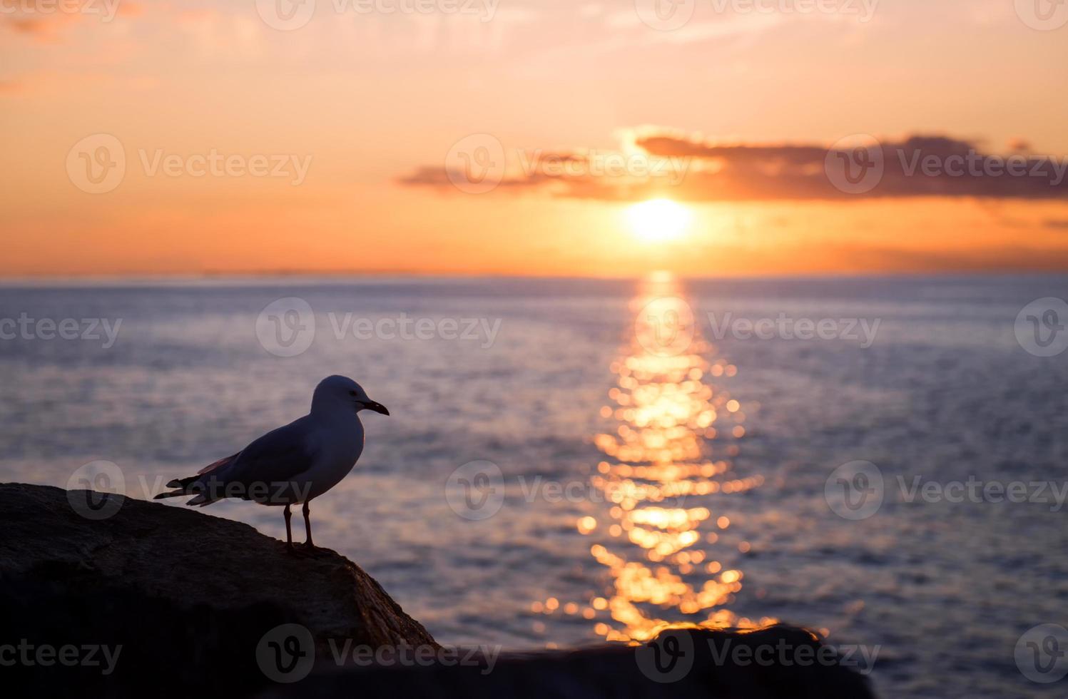 Seagull at coast photo