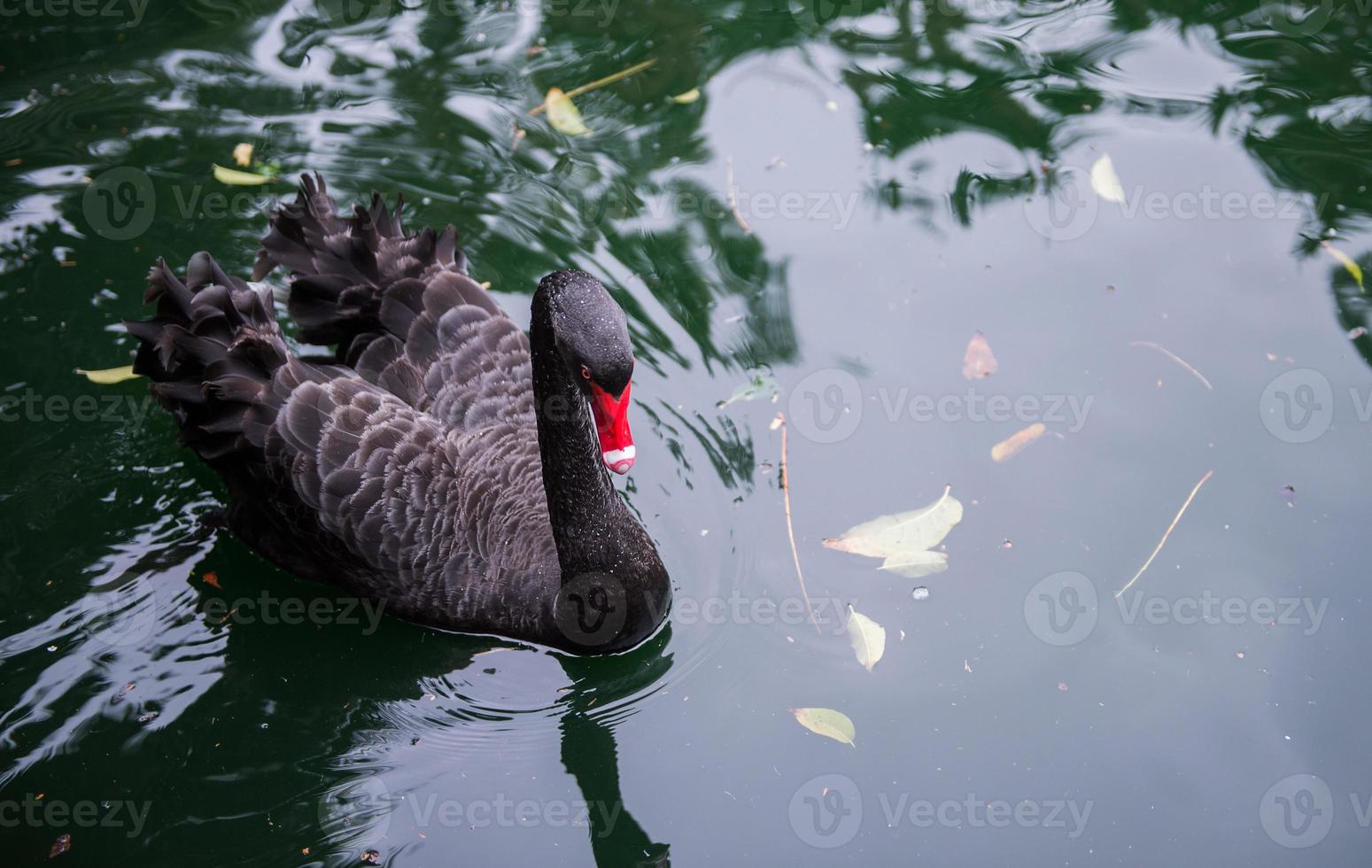 Black Swan in the pond photo