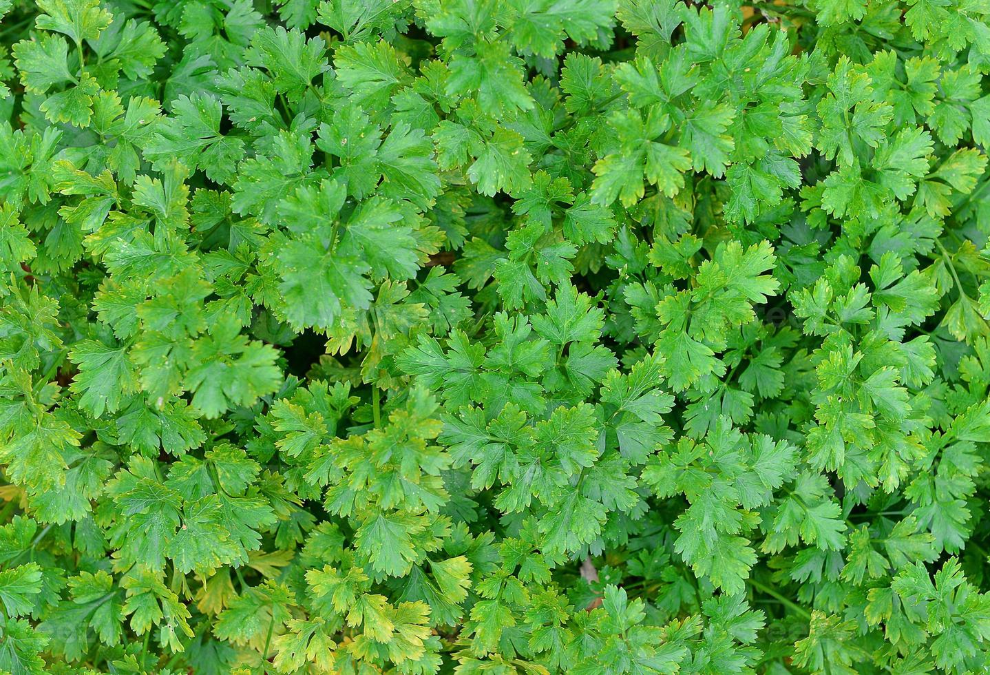 Green parsley, plantation photo