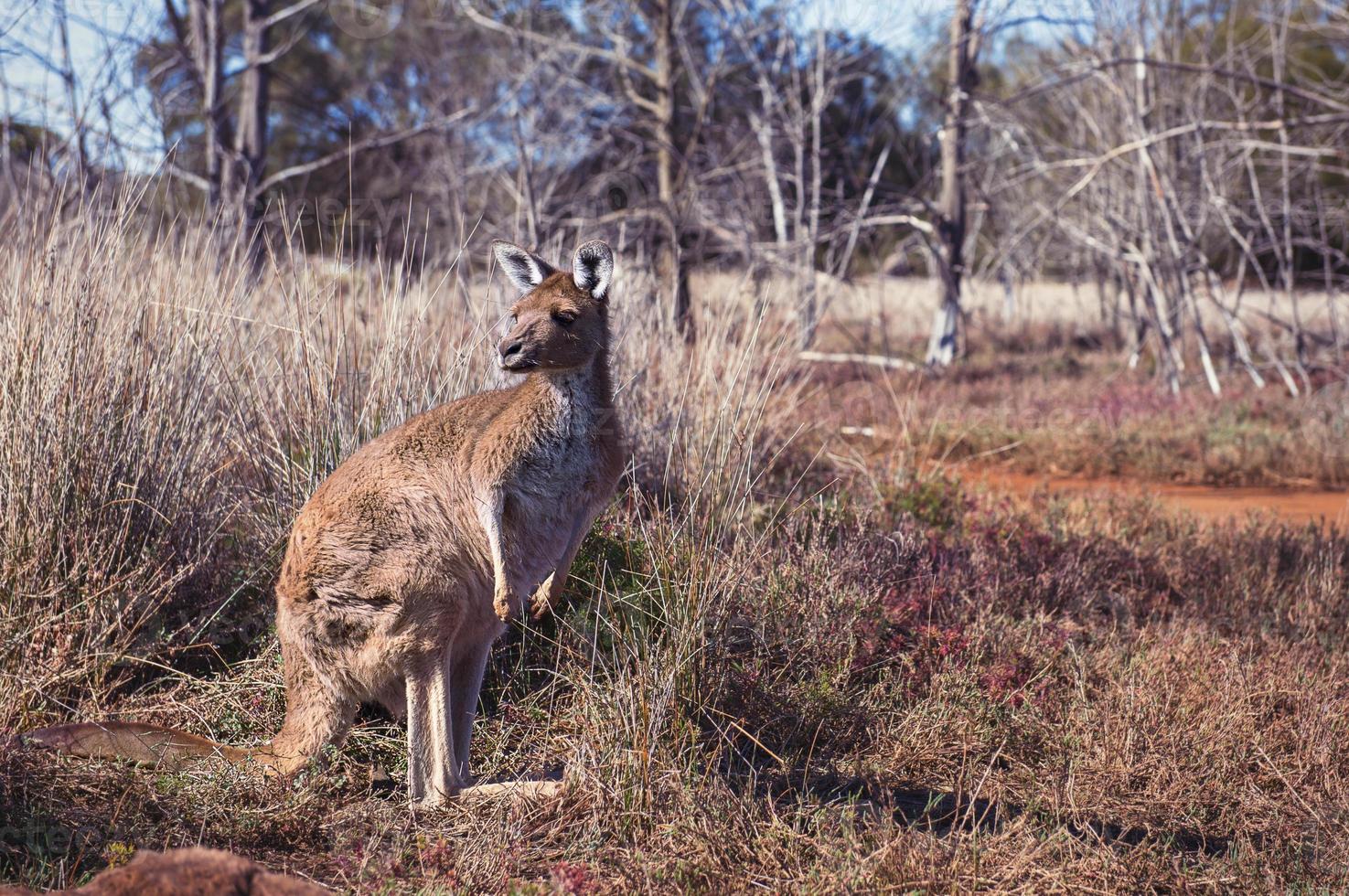 Kangaroo in the forest photo