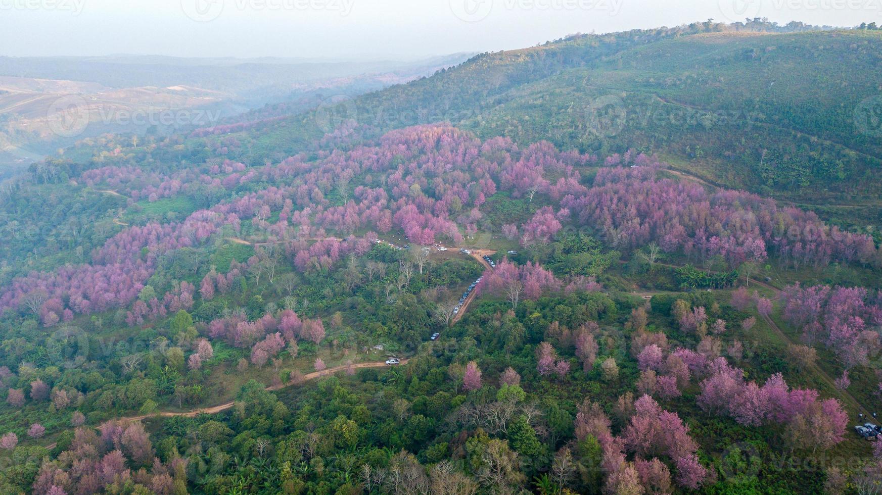 Pink sakura Flower or Wild Himalayan Cherry on mountain photo