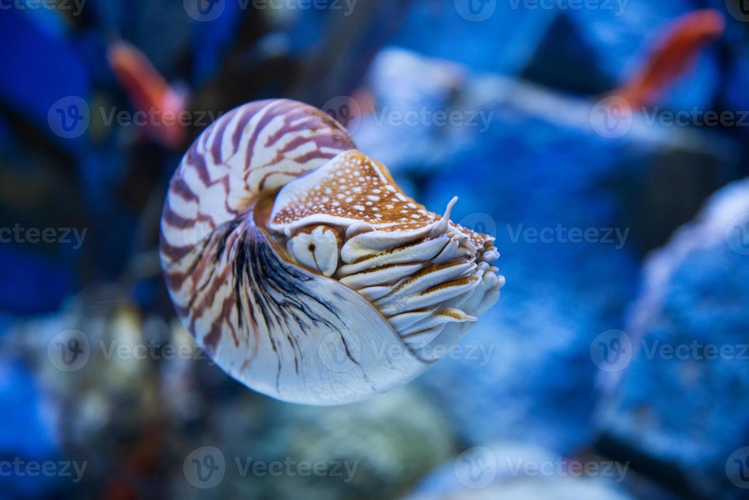 Nautilus pompilius or chambered nautilus, is a cephalopods with a prominent head and tentacle photo