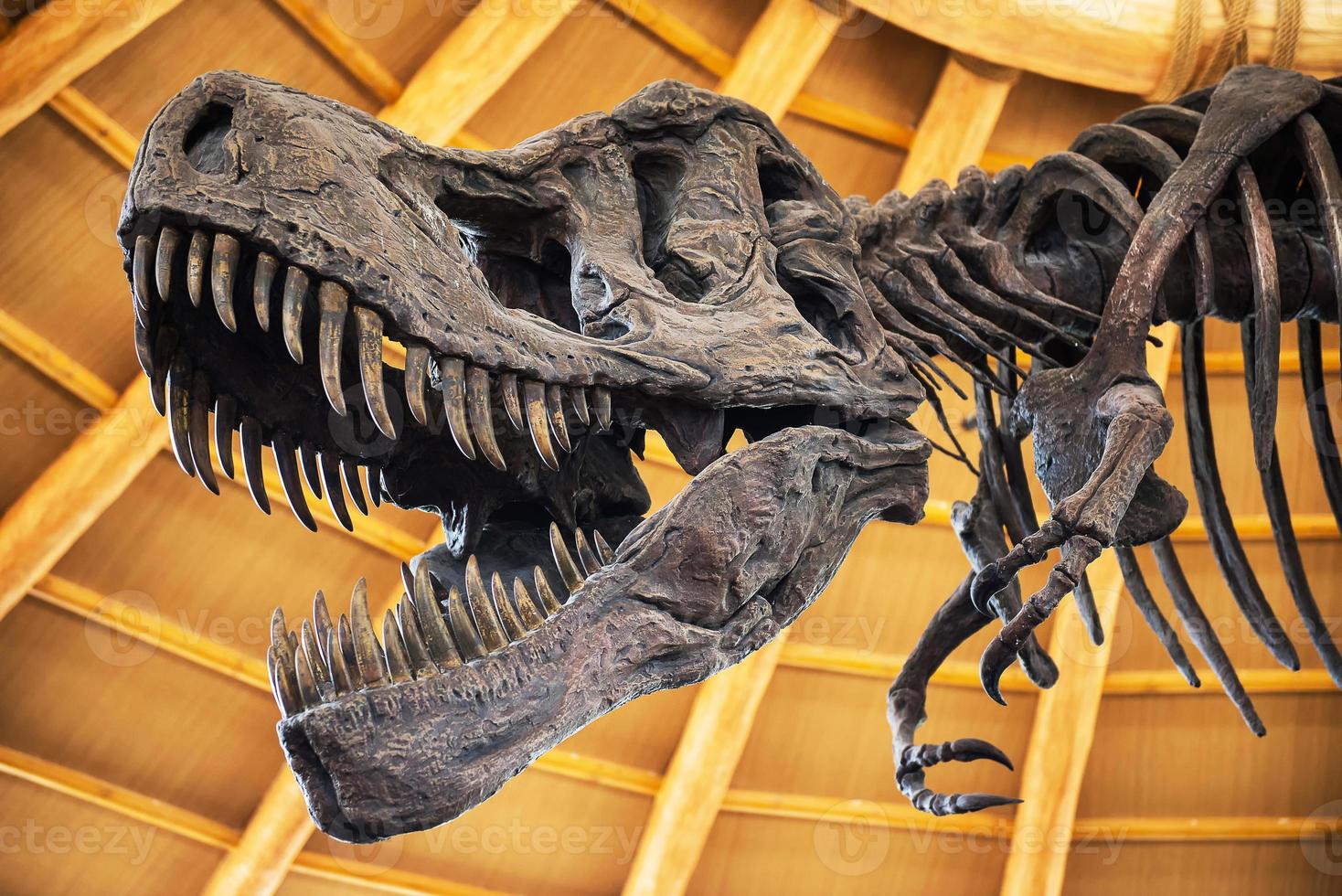 Close up of Giant Dinosaur  or T-rex skeleton photo