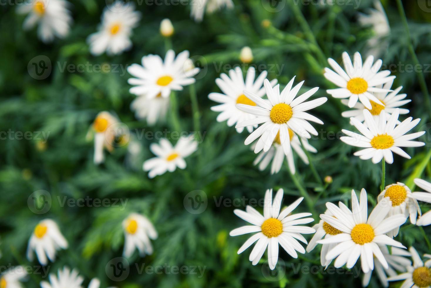 pequeña flor blanca con polen amarillo en el jardín foto